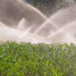 Diversi impianti di irrigazione a sprinkler irrigano un prato verde.